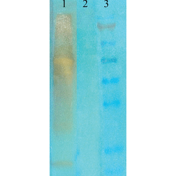 Acetylated Lysine Antibody
