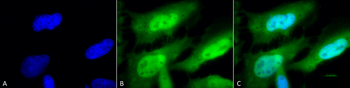 HSF1 Antibody