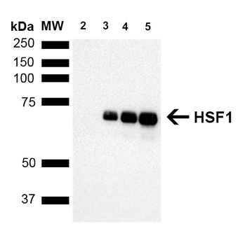 HSF1 Antibody