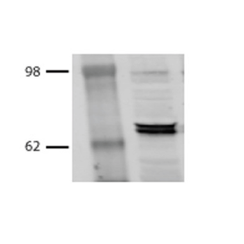 HSP70/HSC70 Antibody