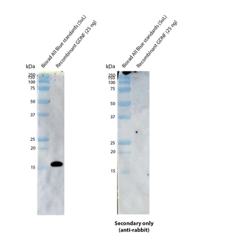 GDNF Antibody (Biotin)