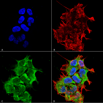 GRP170 Antibody
