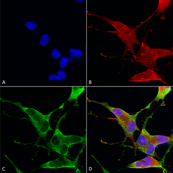 Ankyrin R Antibody (APC)