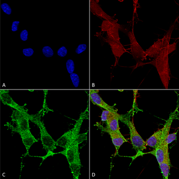 beta 4 Spectrin Antibody (APC)