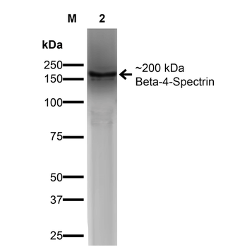 beta 4 Spectrin Antibody (APC)