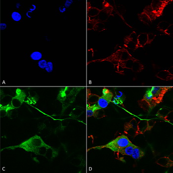GABA A Receptor Antibody (APC)
