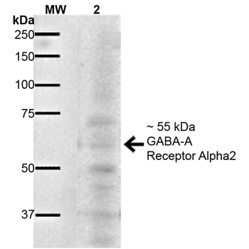 GABA A Receptor Antibody (APC)