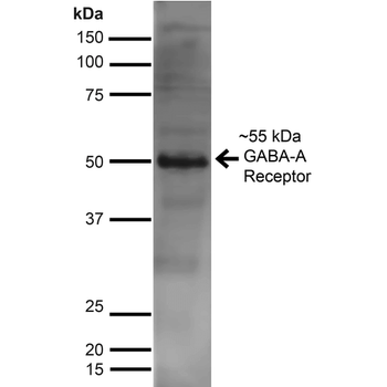 GABA A Receptor Antibody (APC)