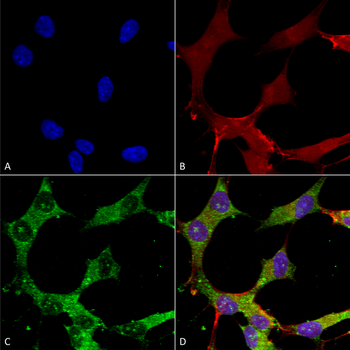 GABA A Receptor Antibody (APC)