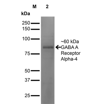 GABA A Receptor Antibody (APC)