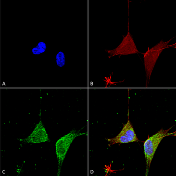 GABA A Receptor Antibody (APC)