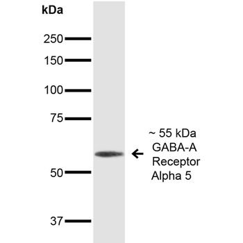 GABA A Receptor Antibody (APC)
