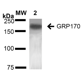 GRP170 Antibody: HRP