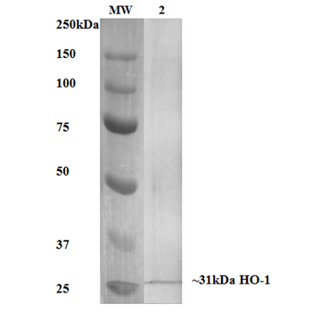 HO-1 Antibody (Biotin)