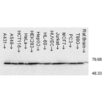 HSP70 Antibody (FITC)