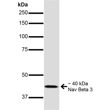 NaVbeta3 Antibody (APC)