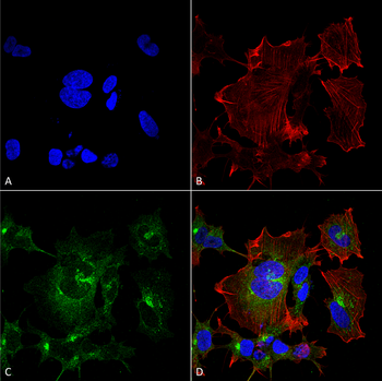 NPAS4 Antibody (APC)