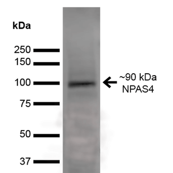 NPAS4 Antibody (APC)