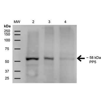 PP5 Antibody (APC)