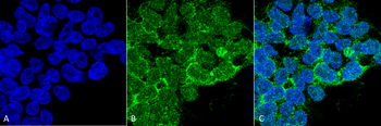 PP5 Antibody (Biotin)