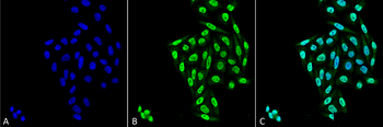PP5 Antibody (Biotin)