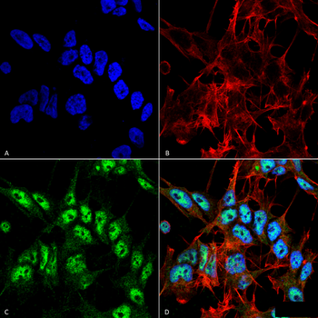 Beclin 1 Antibody (HRP)