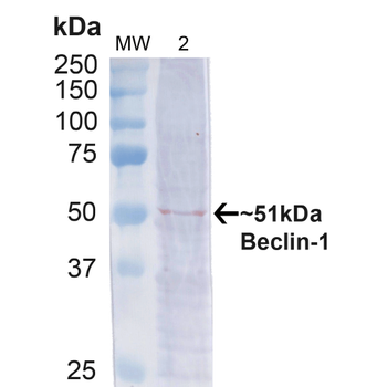 Beclin 1 Antibody (HRP)