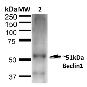 Beclin 1 Antibody (HRP)