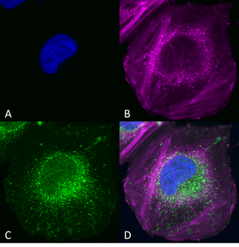 Beclin 1 Antibody (FITC)