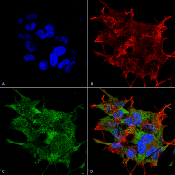 Beclin 1 Antibody (FITC)