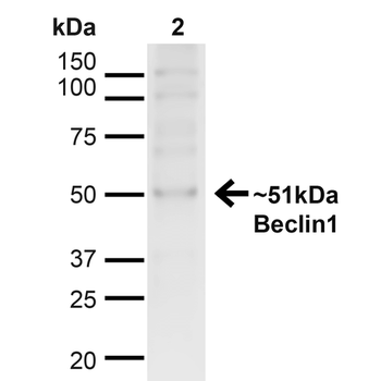 Beclin 1 Antibody (RPE)