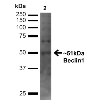 Beclin 1 Antibody (RPE)