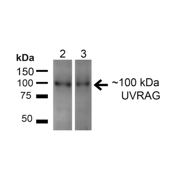 UVRAG Antibody