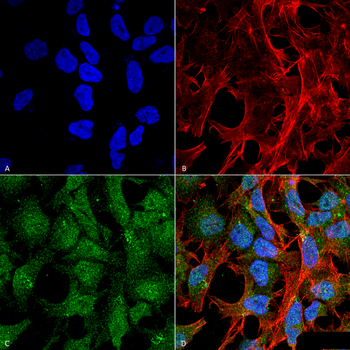 UVRAG Antibody (APC)