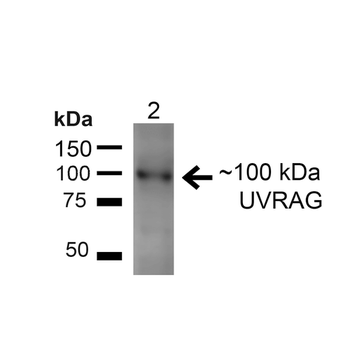 UVRAG Antibody (PerCP)