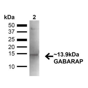 GABARAP Antibody
