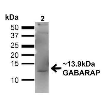 GABARAP Antibody (Biotin)