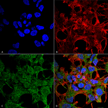 GABARAP Antibody (RPE)