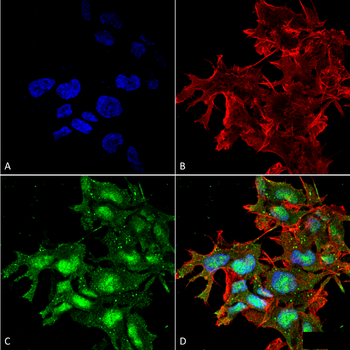 ATG2A Antibody (APC)