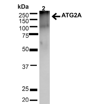 ATG2A Antibody (APC)