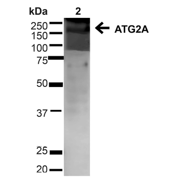 ATG2A Antibody (APC)