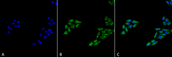 p53 Antibody (Biotin)