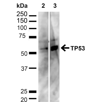 p53 Antibody (FITC)