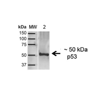 p53 Antibody (FITC)