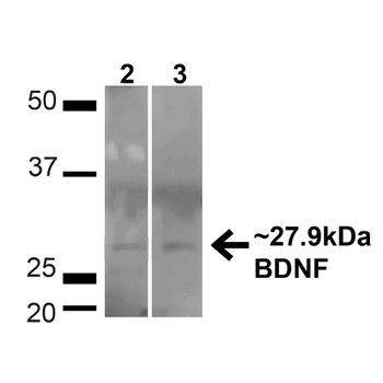 BDNF Antibody (FITC)