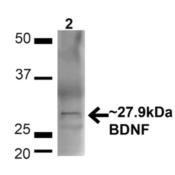 BDNF Antibody (PerCP)