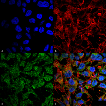 BDNF Antibody (RPE)