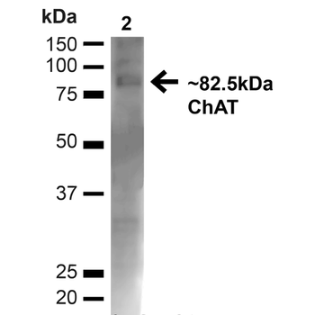 Choline Acetyltransferase Antibody (FITC)