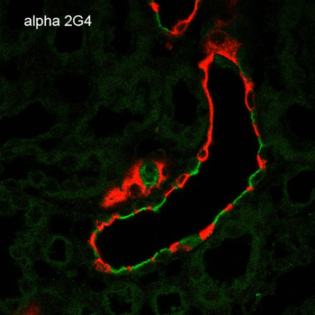 ENaC alpha Antibody