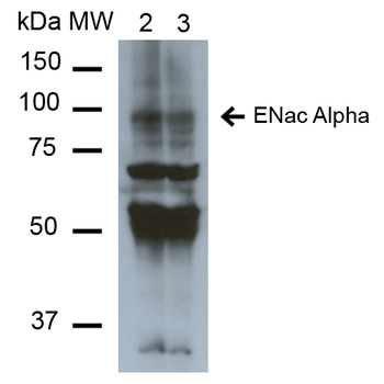 ENaC alpha Antibody (PerCP)